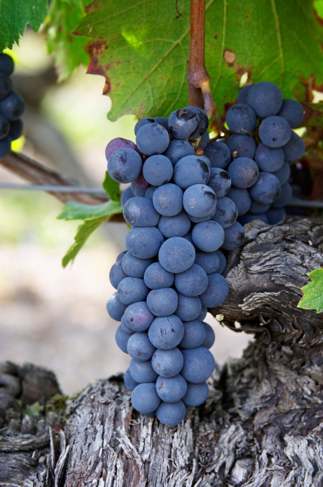 The Loire valley and french wine